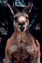 Kangaroo Sticks His Tongue Out At Camera