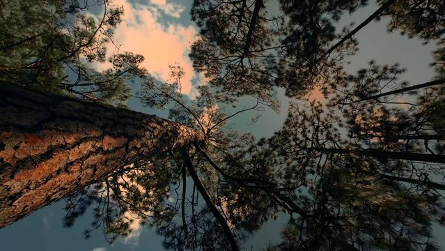 Toma cenital de arboles en bosques del Estado de Chiapas rico y conocido por su  naturaleza.