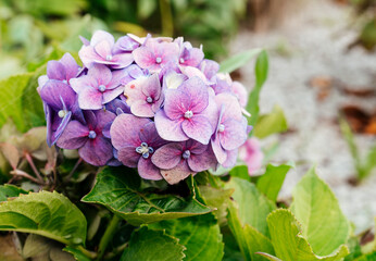 Violet hydrangea flowers in full bloom in a garden. Hydrangea bushes blossom on sunny day....
