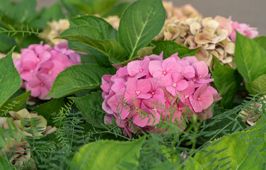 Pink hydrangea flowers in full bloom in a garden.  Hydrangea bushes blossom on sunny day. Flowering hortensia plant. Blossoming flowers in the spring
