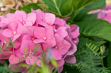 Pink hydrangea flowers in full bloom in a garden.  Hydrangea bushes blossom on sunny day. Flowering hortensia plant. Blossoming flowers in the spring. Close up petals