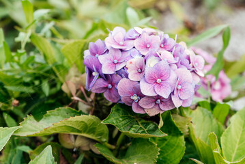 Violet hydrangea flowers in full bloom in a garden. Hydrangea bushes blossom on sunny day. Flowering hortensia plant. Blossoming flowers in the spring. Close up petals