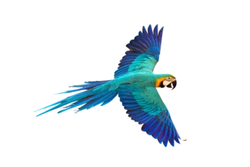 Zelfklevend Fotobehang Colorful flying parrot isolated on transparent background png file  © Passakorn