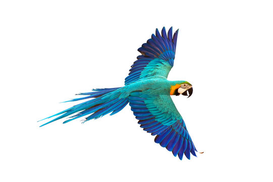 Colorful flying parrot isolated on transparent background png file	