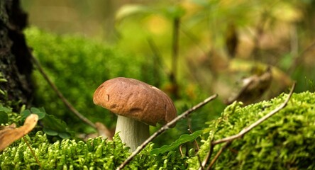 Mushroom growing on lush green moss in a forest