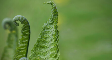 Close up view of young ferns leaves over blurred background