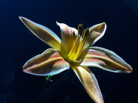 Yellow and Blush Day lily in front of a Black Background