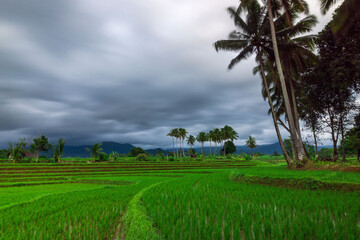 Fototapeta na wymiar the natural scenery of green rice and beautiful mountains in Indonesia