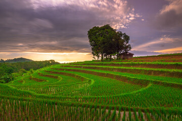 the natural scenery of green rice and beautiful sunsets in the mountains