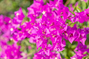 ブーゲンビリアの花	
