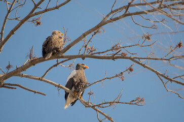 White-tailed and white-shouldered sea eagles perched on tree branch