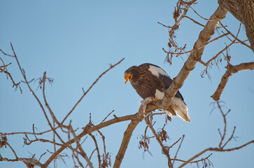 White-shouldered eagle on tree branch, eating