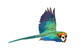 Colorful flying parrot isolated on transparent background png file	