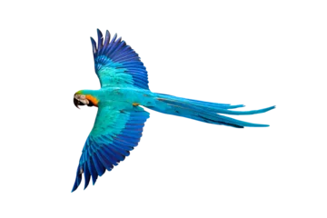 Gordijnen Colorful flying parrot isolated on transparent background png file  © Passakorn