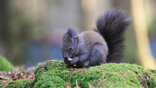 Isolated close up of a  grey squirrel eating walnut sitting on green moss