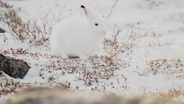 An Artic Hare searching for tasty tundra vegetation among the early winter snow near Churchill Manitoba Canada