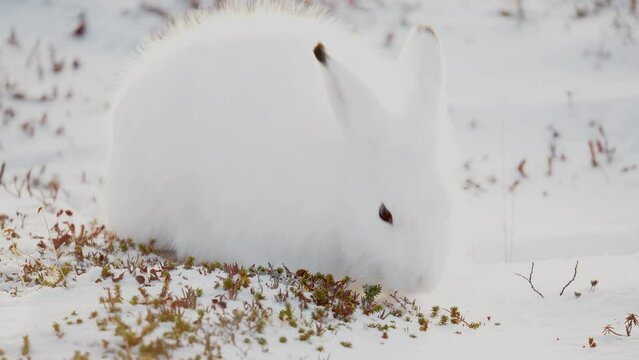 An Artic Hare searching for tasty tundra vegetation among the early winter snow near Churchill Manitoba Canada