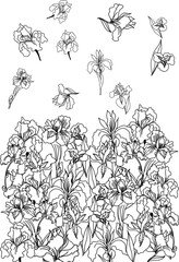 Japanese Iris flower set.hand drawn and painting iris flower.