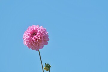 北海道のダリア