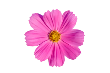 Foto op Canvas Cosmos flower blooming isolated on transparent background png file  © Passakorn
