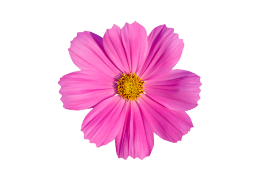 Cosmos flower blooming isolated on transparent background png file	