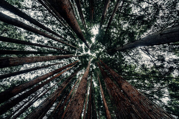 Wide Angle Image of Canopy in California Redwood Forest