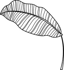 Tropical palm leaf line art
