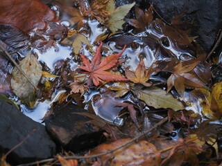 水に沈んだ紅葉の葉