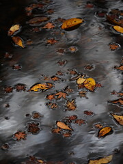 水に沈んだ紅葉の葉