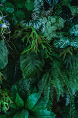 Naklejka na ściany i meble closeup nature view of tropical leaves background, dark nature concept