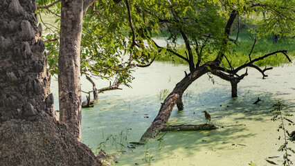 The trees grow in a swampy area. Green duckweed covers the water. A bird is sitting on the flooded twisted branches. India. Keoladeo Bird Sanctuary. Bharatpur