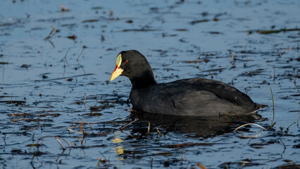 tagua común fulica armillata 