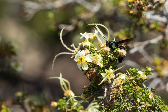 Bee sitting on cliffrose flowers