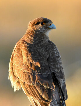 tiuque milvago chimango, falcoboenus chimango
