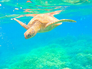 Turtle swimming in the Great Barrier Reef, off Cairns, Queensland, Australia. Space for Copy
