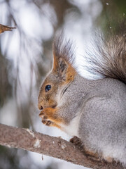 The squirrel with nut sits on tree in the winter or late autumn