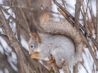 Fototapeta premium The squirrel with nut sits on tree in the winter or late autumn
