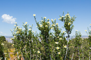 Cliffrose, flowering bush with yellow and white flowers and blue sky background