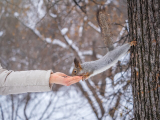 Girl feeds a squirrel with nuts at winter. Caring for animals in winter or autumn.