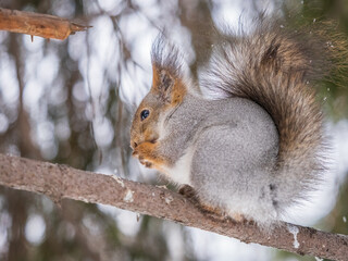 The squirrel with nut sits on tree in the winter or late autumn