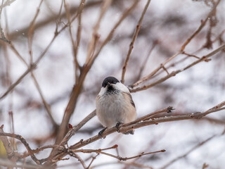 Obraz premium Cute bird the willow tit, song bird sitting on a branch without leaves in the winter.
