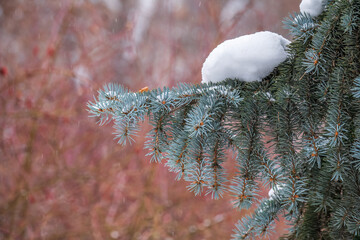 Green fir branches in winter covered with snow