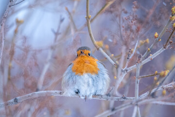 Cute bird the European Robin, Erithacus rubecula. sitting on the tree branch in winter.
