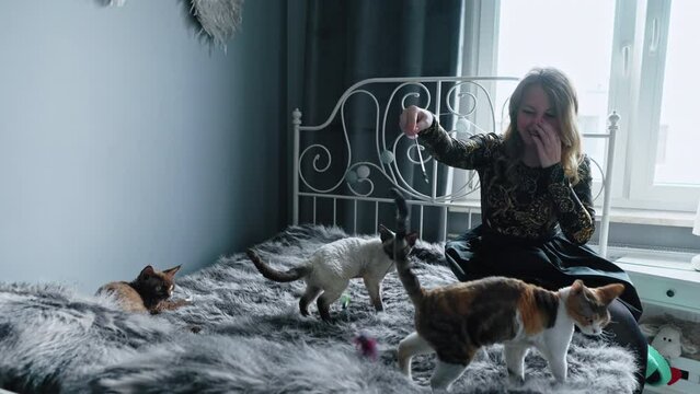 Woman entertaining three Devon Rex cats with toys. High quality 4k footage