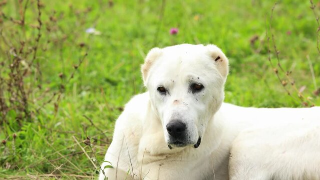 Closeup Portrait Of White Central Asian Shepherd Dog (Alabai) Resting On Grass Field.  