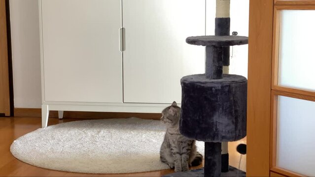 gray hair Persian cat sitting with cat toy around