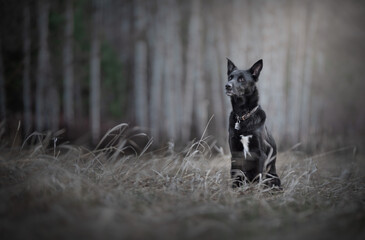 Black dog sitting in meadow