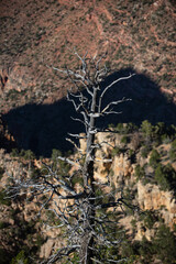 Dry tree on death valley. Landscape of Grand Canyon. Panoramic view of National Park in Arizona.