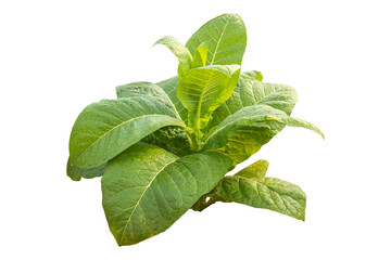 Green tobacco plant. Isolated on transparent background PNG file.
