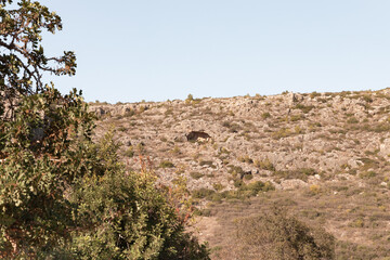 The slope  of Mount Carmel adjacent to the Carmel forest near Haifa city in northern Israel